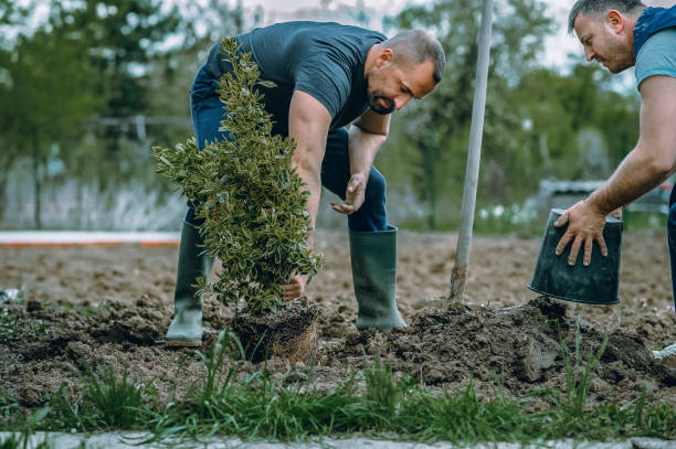 Best Tree Disease Treatment  in Temple, TX